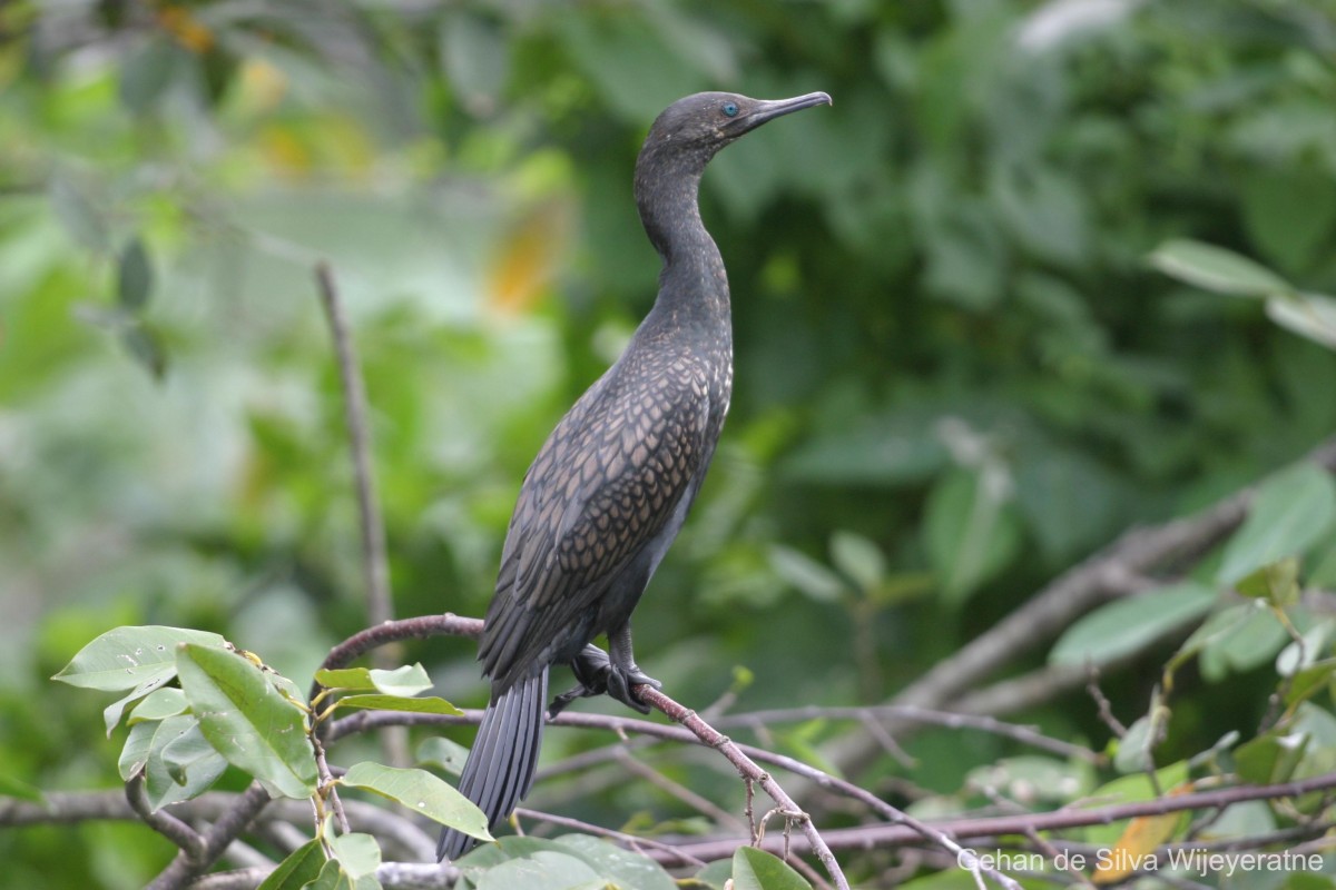 Phalacrocorax fuscicollis Stephens, 1826